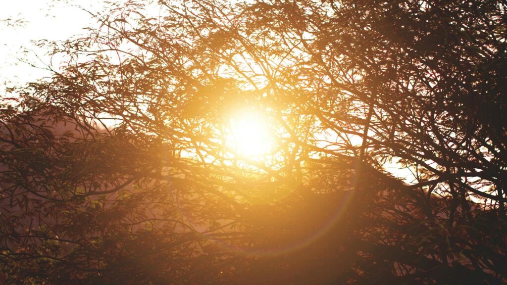 Warm sunlight filtering through trees representing calm and clarity for adults managing high-functioning anxiety