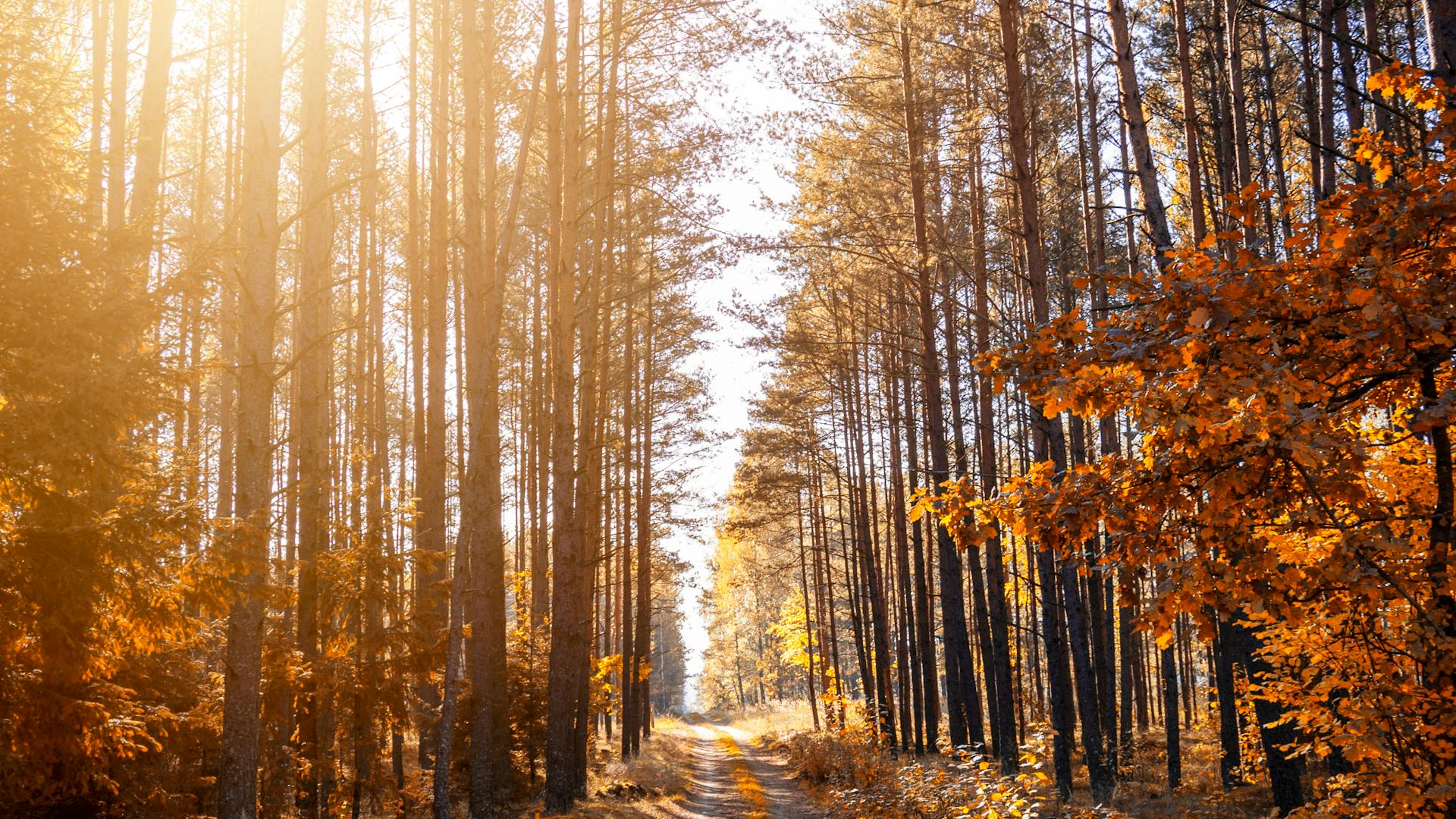 Golden autumn forest path with warm sunlight filtering through trees