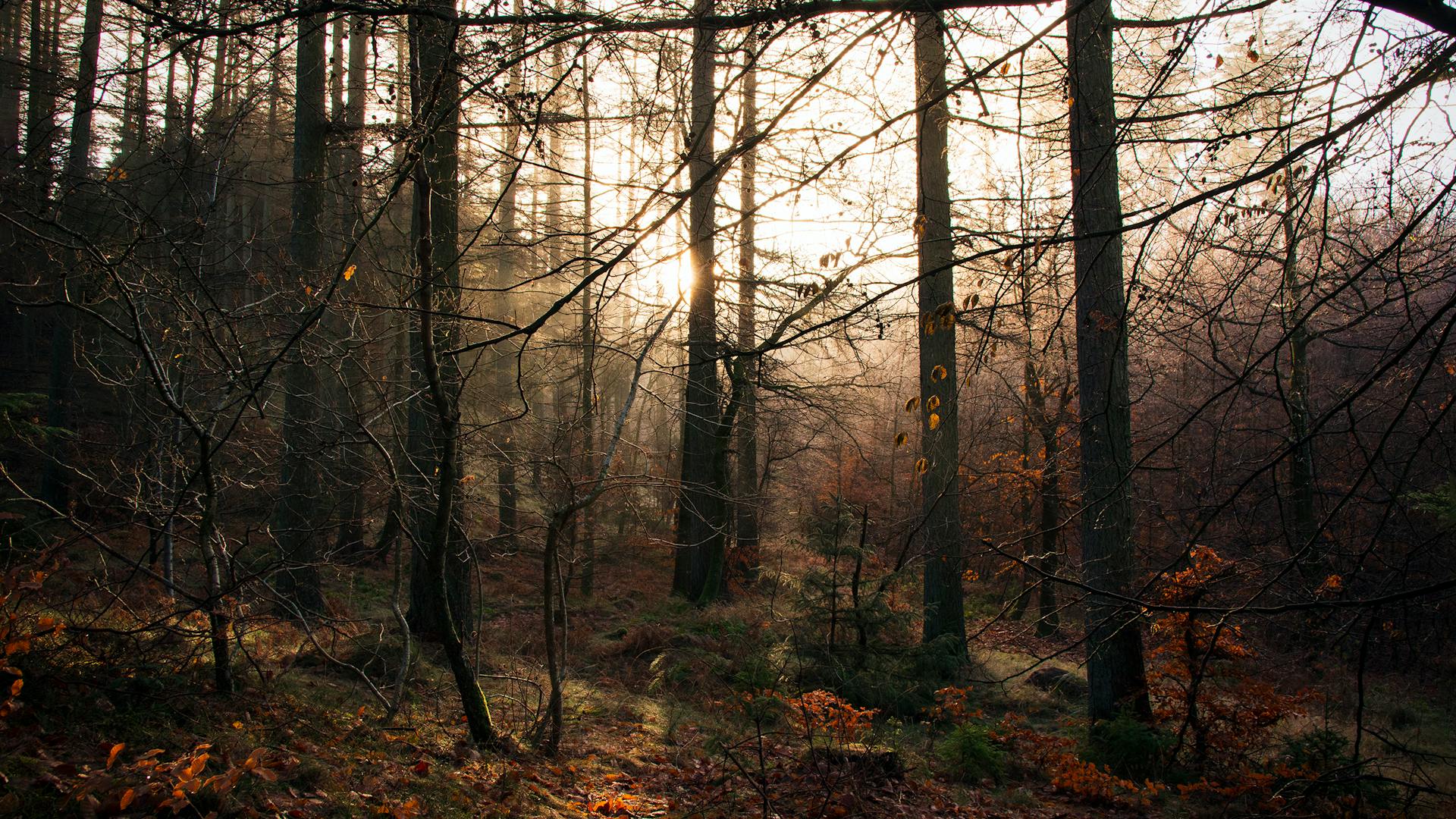 Misty forest at golden sunrise representing morning light exposure and the role of circadian rhythm in mental health care in Rhode Island