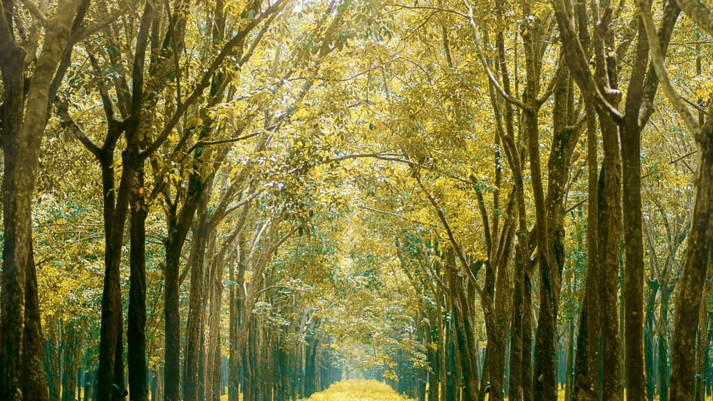 Serene forest path bathed in golden sunlight — finding peace through therapy at MindWell Psychology